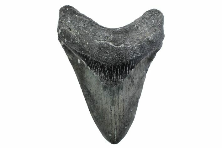 Fossil Megalodon Tooth - North Carolina #370214